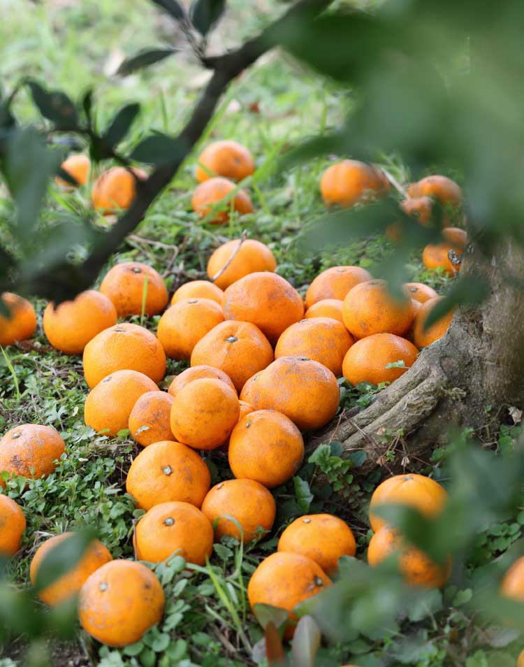 枚方・穂谷｜クラフトビール｜THE HOTANI CRAFT（ザ ホタニ クラフト）